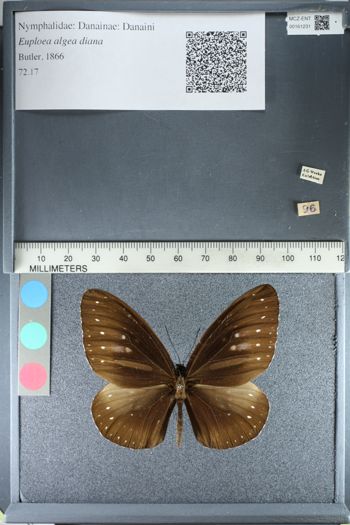 Media type: image;   Entomology 161231